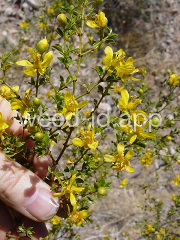 creosotebush